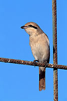 Isabelline Shrike ( Lanius isabellinus) - Pie-grièche isabelle 11140 Isabelline Shrike ( Lanius isabellinus) - Pie-grièche isabelle 11140