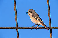 Isabelline Shrike ( Lanius isabellinus) - Pie-grièche isabelle 11142 Isabelline Shrike ( Lanius isabellinus) - Pie-grièche isabelle 11142