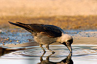 House Crow (Corvus splendens) - Corbeau familier 10599