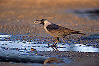 House Crow (Corvus splendens) - Corbeau familier  10934