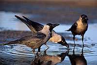 House Crow (Corvus splendens) - Corbeau familier  10936