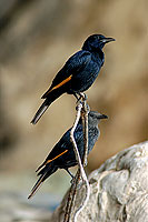 Tristram's Grackle (Onychognathus tristramii) Rufipenne de Tristram 10679