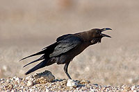 Brown-necked Raven (Corvus ruficollis) - Corbeau brun  10781