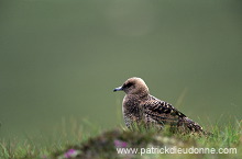 Artic skua (Stercorarius skua) - Labbe parasite 11783