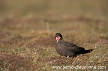 Artic skua (Stercorarius skua) - Labbe parasite 11775 Artic skua (Stercorarius skua) - Labbe parasite 11775