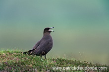 Artic skua (Stercorarius skua) - Labbe parasite 11776