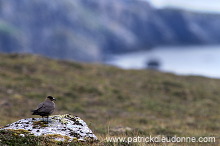 Artic skua (Stercorarius skua) - Labbe parasite 11777