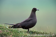 Artic skua (Stercorarius skua) - Labbe parasite 11778