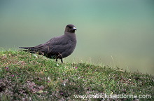 Artic skua (Stercorarius skua) - Labbe parasite 11779 Artic skua (Stercorarius skua) - Labbe parasite 11779