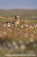 Great Skua (Stercorarius skua) - Grand labbe et linaigrettes 11708