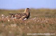 Great Skua (Stercorarius skua) - Grand labbe et linaigrettes 11709 Great Skua (Stercorarius skua) - Grand labbe et linaigrettes 11709