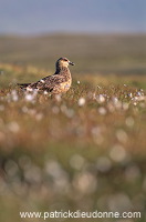 Great Skua (Stercorarius skua) - Grand labbe et linaigrettes 11708