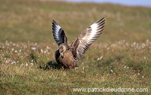 Great Skua (Stercorarius skua) - Grand labbe 11711