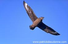 Great Skua, flight (Stercorarius skua) - Grand labbe, vol 11724