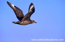 Great Skua, flight (Stercorarius skua) - Grand labbe, vol 11727