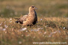 Great Skua (Stercorarius skua) - Grand labbe 11739