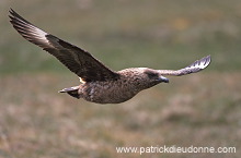 Great Skua, flight (Stercorarius skua) - Grand labbe, vol 11731