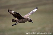 Great Skua, flight (Stercorarius skua) - Grand labbe, vol 11734 Great Skua, flight (Stercorarius skua) - Grand labbe, vol 11734