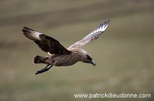 Great Skua, flight (Stercorarius skua) - Grand labbe, vol 11734