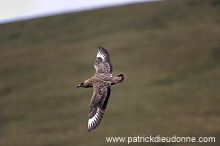 Great Skua, flight (Stercorarius skua) - Grand labbe, vol 11735