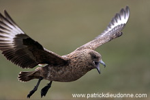 Great Skua, flight (Stercorarius skua) - Grand labbe, vol 11725