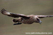 Great Skua, flight (Stercorarius skua) - Grand labbe, vol 11726