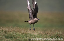 Great Skua, flight (Stercorarius skua) - Grand labbe, vol 11738