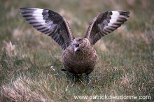 Great Skua (Stercorarius skua) - Grand labbe 11714