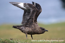 Great Skua (Stercorarius skua) - Grand labbe 11715