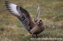 Great Skua (Stercorarius skua) - Grand labbe 11717 Great Skua (Stercorarius skua) - Grand labbe 11717