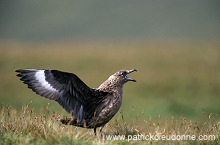 Great Skua (Stercorarius skua) - Grand labbe 11720 Great Skua (Stercorarius skua) - Grand labbe 11720
