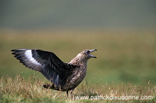 Great Skua (Stercorarius skua) - Grand labbe 11720