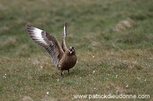 Great Skua (Stercorarius skua) - Grand labbe 11721 Great Skua (Stercorarius skua) - Grand labbe 11721