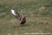 Great Skua (Stercorarius skua) - Grand labbe 11721