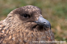 Great Skua (Stercorarius skua) - Grand labbe 11741