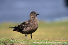 Great Skua (Stercorarius skua) - Grand labbe 11743