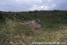 Great Skua (Stercorarius skua) - Grand labbe 11746