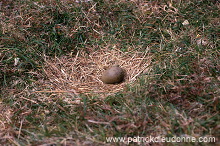 Great Skua (Stercorarius skua) - Grand labbe 11748