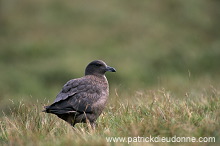 Great Skua (Stercorarius skua) - Grand labbe 11749 Great Skua (Stercorarius skua) - Grand labbe 11749