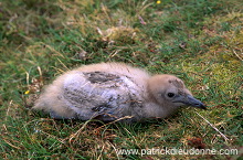 Great Skua (Stercorarius skua) - Grand labbe 11755 Great Skua (Stercorarius skua) - Grand labbe 11755