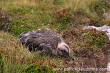 Great Skua (Stercorarius skua) - Grand labbe 11754 Great Skua (Stercorarius skua) - Grand labbe 11754