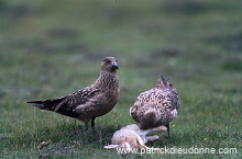 Great Skua (Stercorarius skua) - Grand labbe 11758