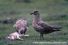 Great Skua (Stercorarius skua) - Grand labbe 11759