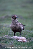 Great Skua (Stercorarius skua) - Grand labbe 11760