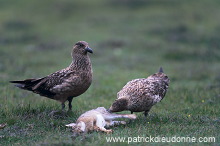 Great Skua (Stercorarius skua) - Grand labbe 11761