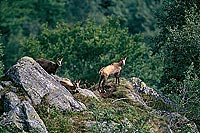 Chamois - Rupicapra rupicapra     11688