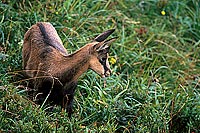 Chamois - Rupicapra rupicapra 11691 Chamois - Rupicapra rupicapra 11691