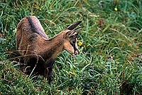 Chamois - Rupicapra rupicapra     11691