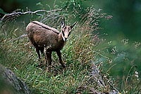 Chamois - Rupicapra rupicapra     11693