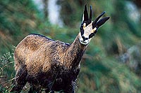 Chamois - Rupicapra rupicapra 11694 Chamois - Rupicapra rupicapra 11694